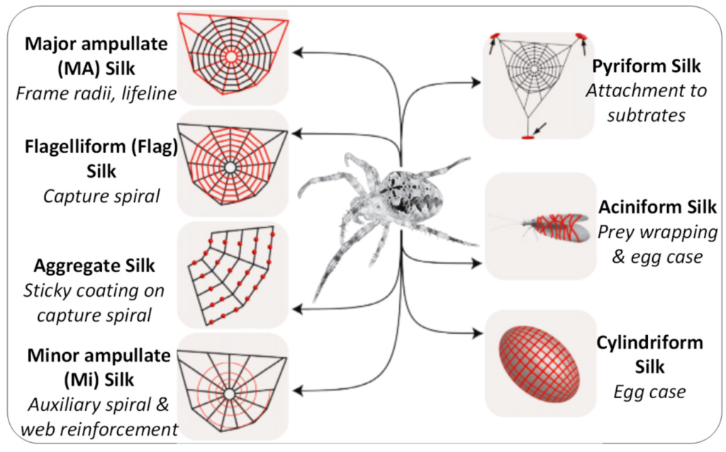 From Nature to Technology: Spider Web Design Trends